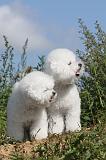 BICHON FRISE 283